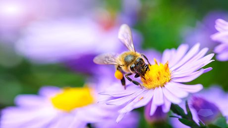 Offene Blüten sind optimale Pflanzen für Bienen. - Foto: iStock/miroslavmisiura