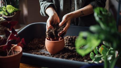 Pflanzen umtopfen - Foto: iStock/ agrobacter