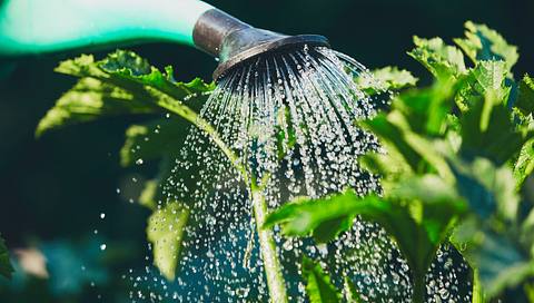 Gartenpflanze wird mit einer Gießkanne bewässert.  - Foto: Chalabala / iStock