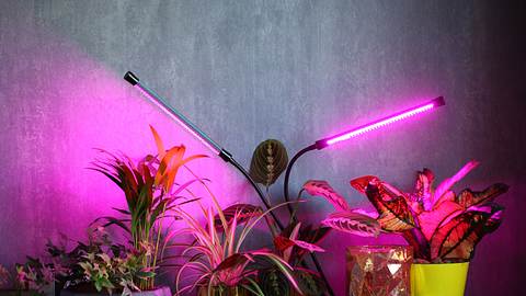 Pflanzen mit Pflanzenlampe - Foto: iStock/OlegMalyshev