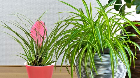 Diese pflegeleichten Zimmerpflanzen sind nicht allzu anspruchsvoll. - Foto: Darunechka / dropStock