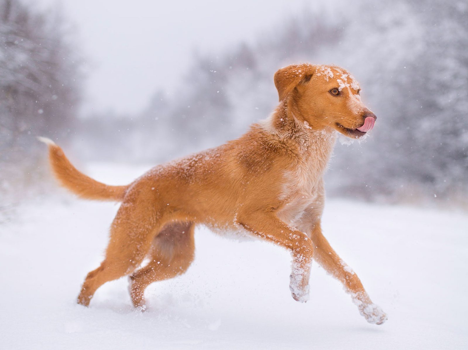 Pfotenpflege im Winter So erleichtern Sie Ihrem Hund die kalten Tage