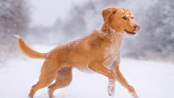 Pfotenpflege im Winter ist für den Vierbeiner sehr wichtig.  - Foto: Constantinis / iStock