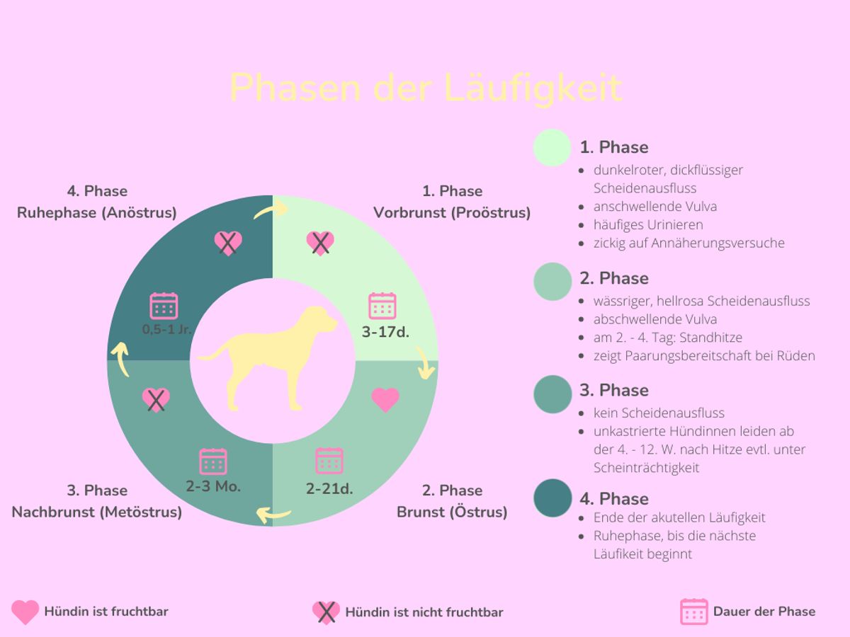 Sitemapcdatahttpswwccellcare1comelegantes Laufigkeit Hundin Wie Oft Bildernull