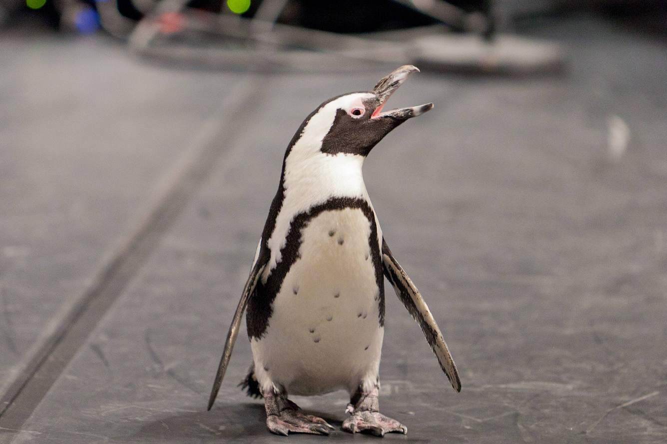 Pinguin-Dame Sandy. Pinguin-Dame Sandy.