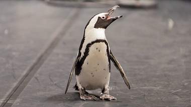Pinguin-Dame Sandy. - Foto: IMAGO / Rüdiger Wölk