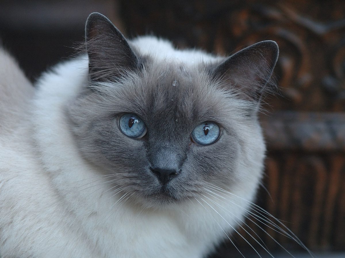 Point-Katzen sind sehr anhänglich. 