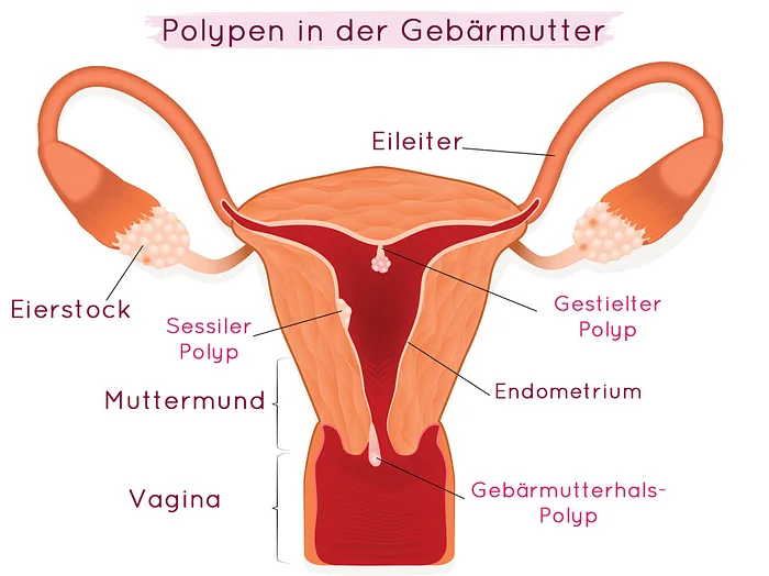 Anatomie muttermund Muttermund Abtasten