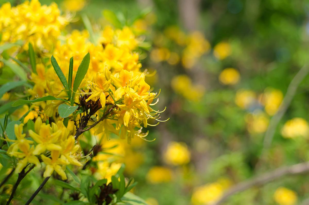 Nahaufnahme von den Blüten einer pontischen Azalee