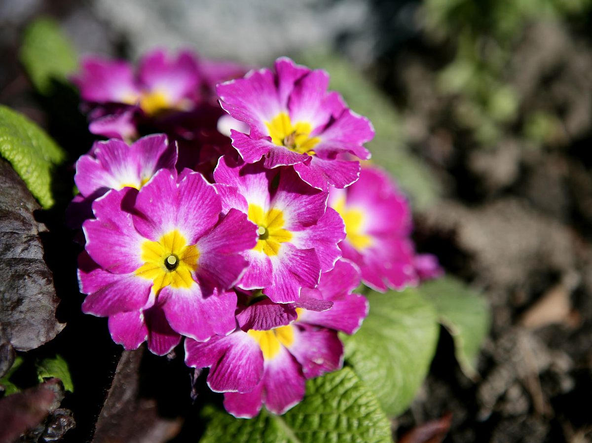 Frühlingsblume Primeln