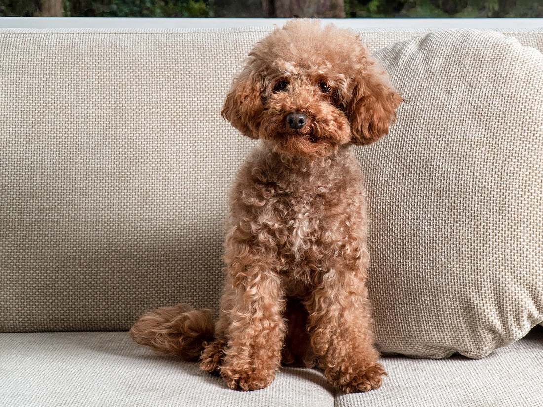 Pudel auf Sofa Pudel auf Sofa