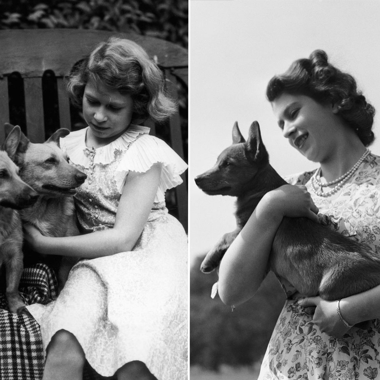 Die Hunde der Royals: sind ihre Liebenswert | Freunde Magazin So süß vierbeinigen