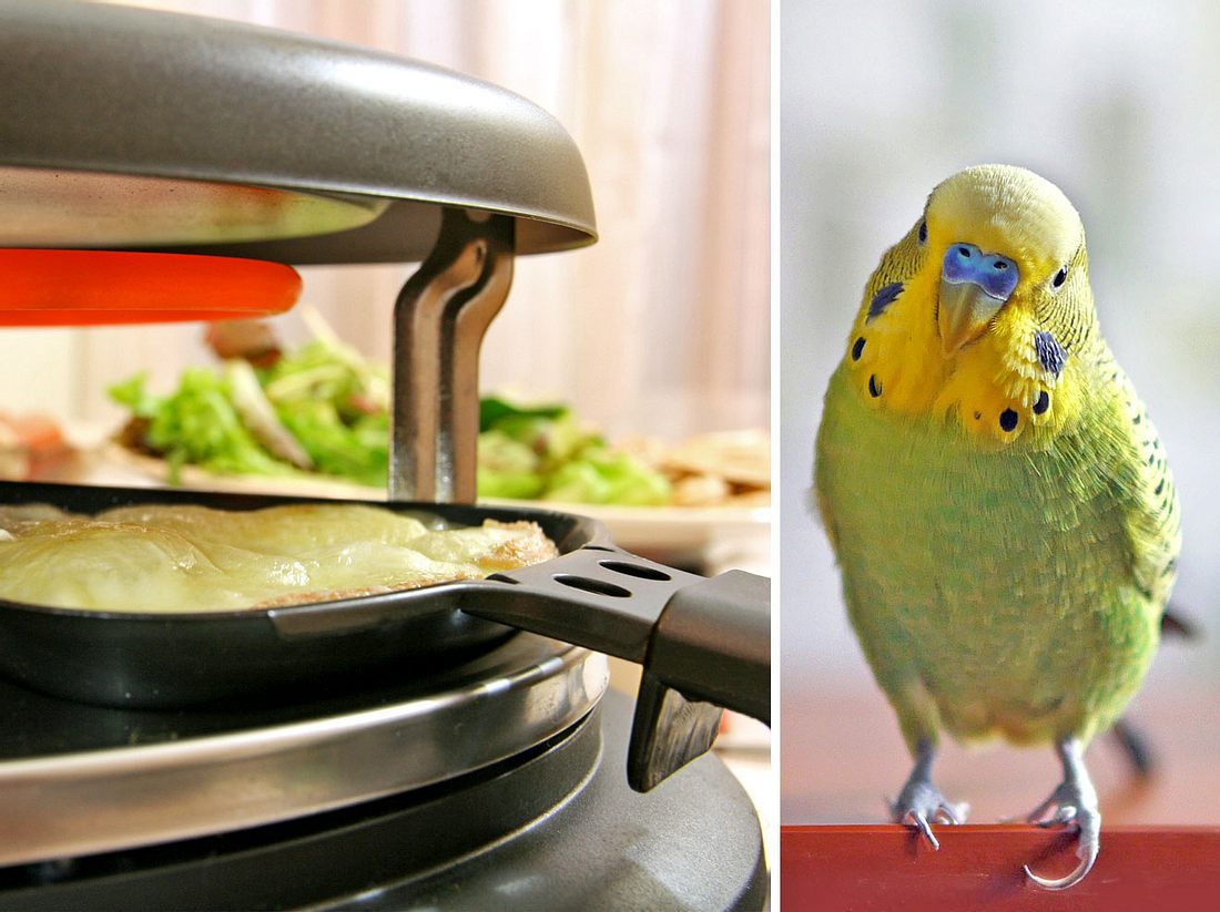 Für kleine Vögel wie Wellensittiche birgt Raclette eine große Gefahr. Für kleine Vögel wie Wellensittiche birgt Raclette eine große Gefahr.