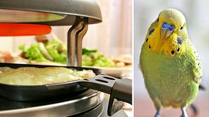 Für kleine Vögel wie Wellensittiche birgt Raclette eine große Gefahr. - Foto: tilo / tanya_morozz / iStock