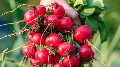 Radieschen anpflanzen ist gar nicht schwer.  - Foto: AlexRaths / iStock