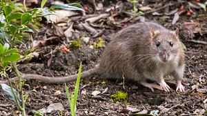 Ratte im Garten. - Foto: Ian_Redding / iStock