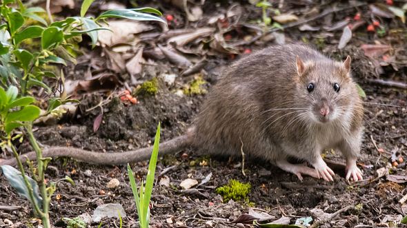 Ratte im Garten. - Foto: Ian_Redding / iStock