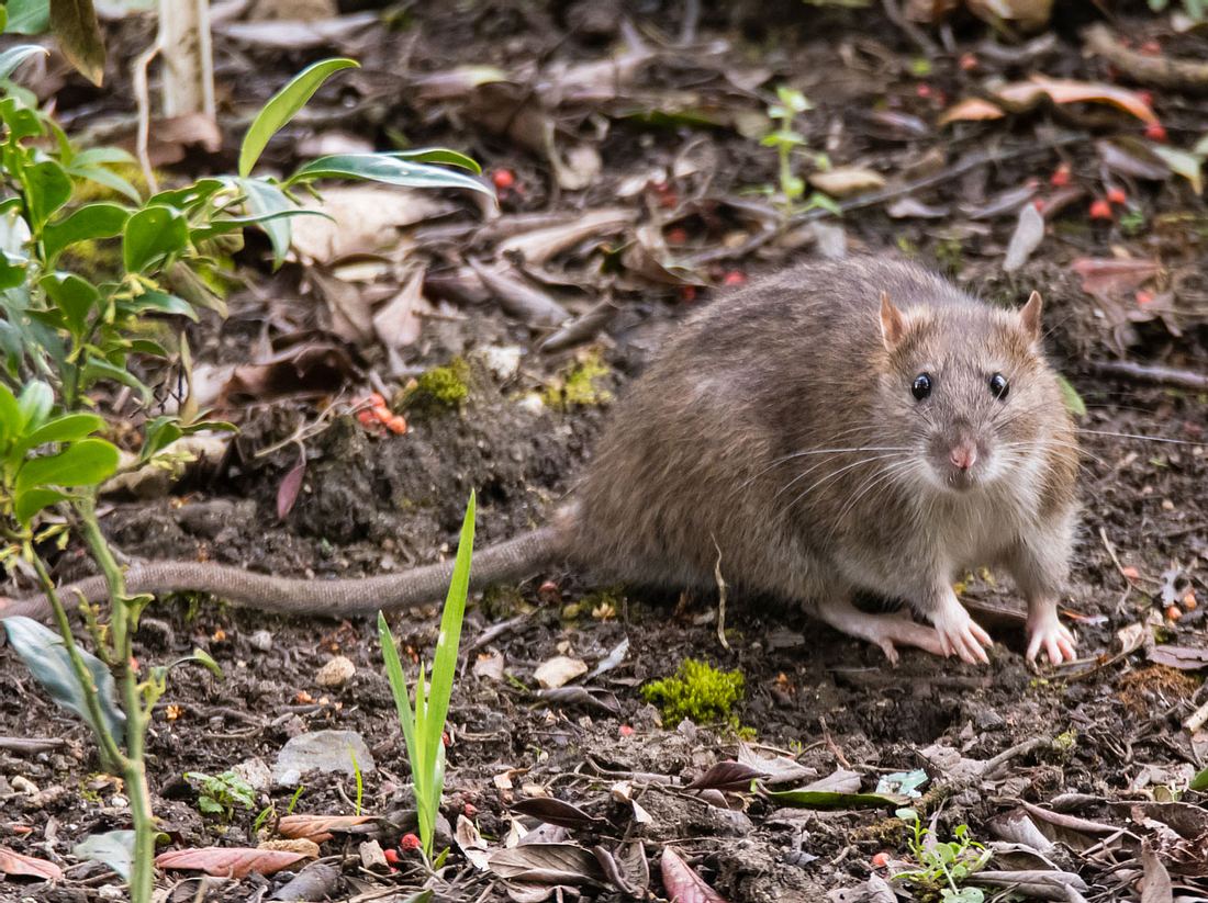 Ratten vertreiben: So werden Sie die lästigen Schädlinge los