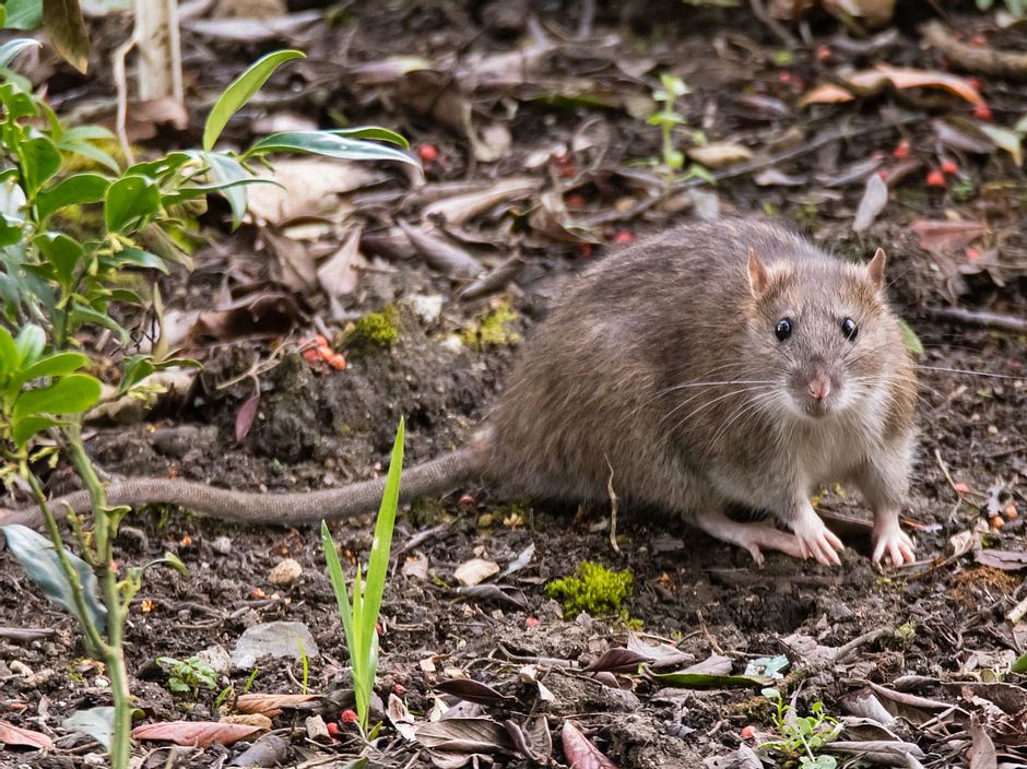 Ratten vertreiben So werden Sie die lästigen Schädlinge los Liebenswert Magazin