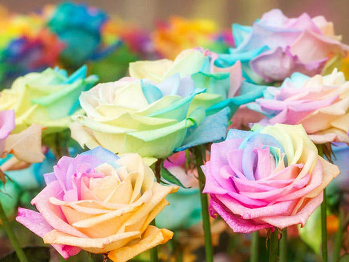 Regenbogen Rosen können Sie mit wenigen Mitteln leicht selbst herstellen.
