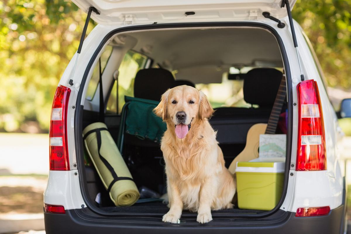 Checkliste für die Urlaubsfahrt mit Hund – auf die Sicherheit im