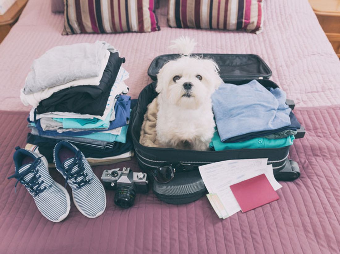 Reisen mit Hund: Mit dieser Checkliste sind Sie für den Urlaub gut vorbereitet Reisen mit Hund: Mit dieser Checkliste sind Sie für den Urlaub gut vorbereitet
