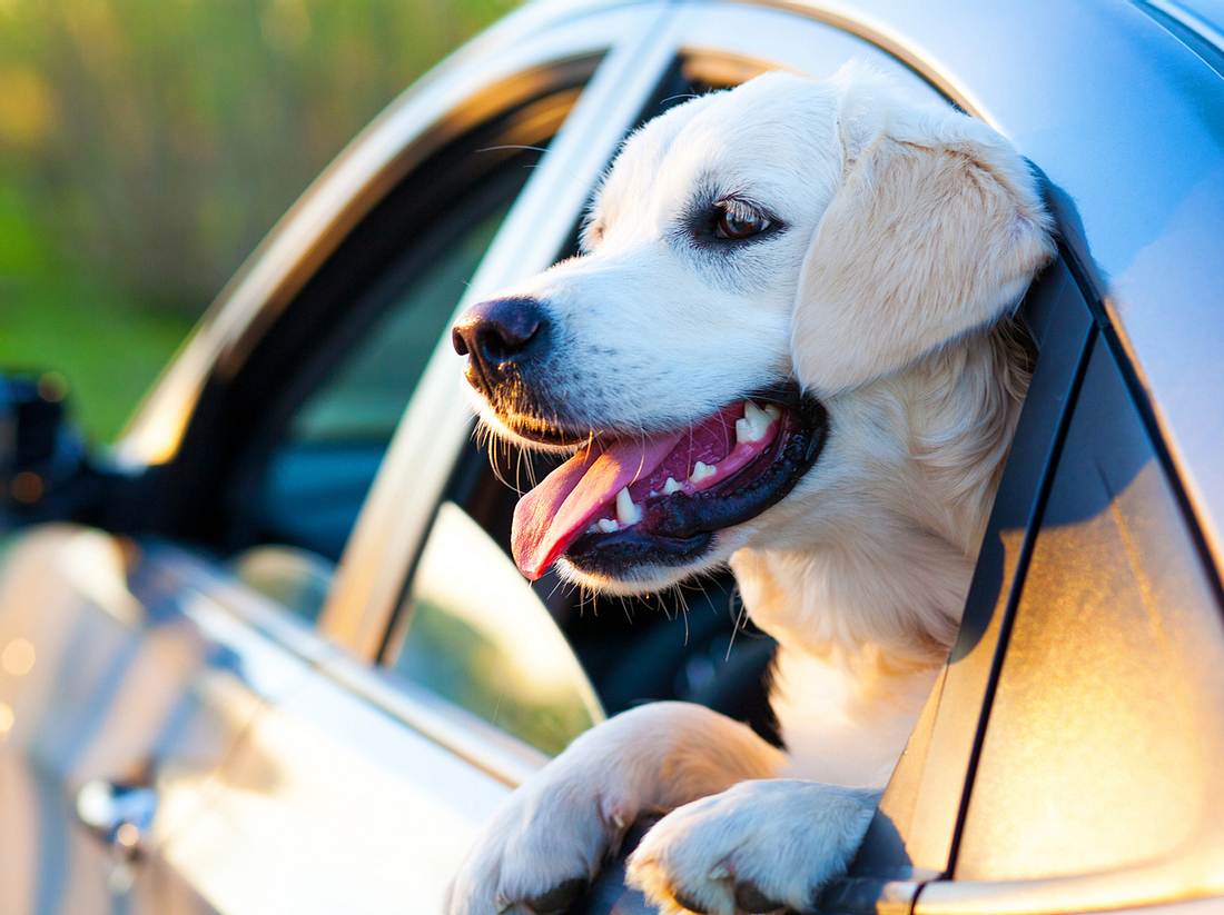 Reisen mit Hund – 10 Tipps für einen stressfreien Urlaub mit dem Haustier
