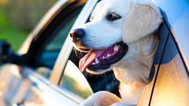 Reisen mit Hund – 10 Tipps für einen stressfreien Urlaub mit dem Haustier - Foto: iStock // Sergeeva