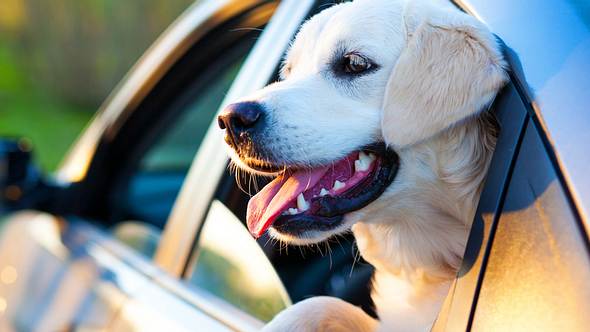 Reisen mit Hund – 10 Tipps für einen stressfreien Urlaub mit dem Haustier - Foto: iStock // Sergeeva