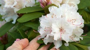 Rhododendron: So pflegen Sie ihn richtig - Foto: dan_alto / iStock