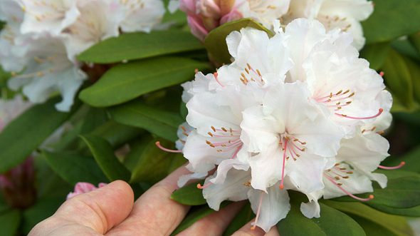 Rhododendron: So pflegen Sie ihn richtig - Foto: dan_alto / iStock