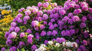 Wer seinen Rhododendron richtig schneidet, kann sich auf prächtige Blüten freuen - Foto: undefined undefined / iStock