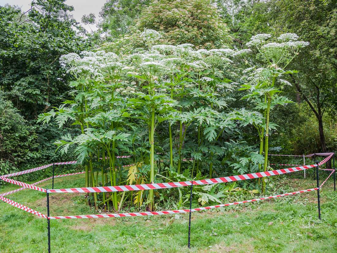 Der invasive Riesen-Bärenklau kann bis zu vier Meter hoch werden. Riesen-Bärenklau hinter einer Absperrung.
