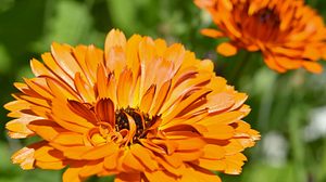 Ringelblumen im Garten halten Schädlinge fern. - Foto: fotomarekka / iStock