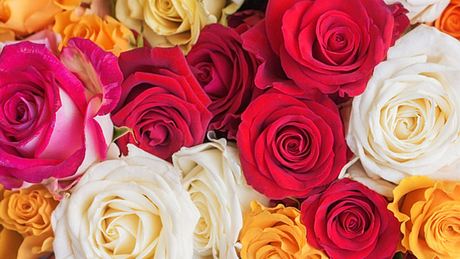 Welche Rosenfarbe hat welche Bedeutung? - Foto: iStock