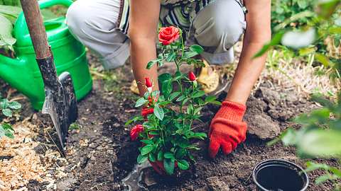 Worauf sollte ich beim Pflanzen von Rosen achten? - Foto: iStock / Maryviolet