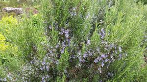 Rosmarin im Garten - Foto: emer1940 / iStock