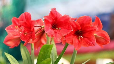 Rot blühender Ritterstern, auch Amaryllis genannt - Foto: Istock/leisuretime70