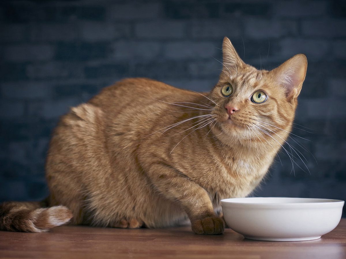 Katzen mit rotem Fell sind mit großem Appetit gesegnet. 