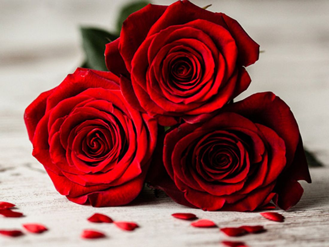 Whatsapp bedeutung rote rose Rose