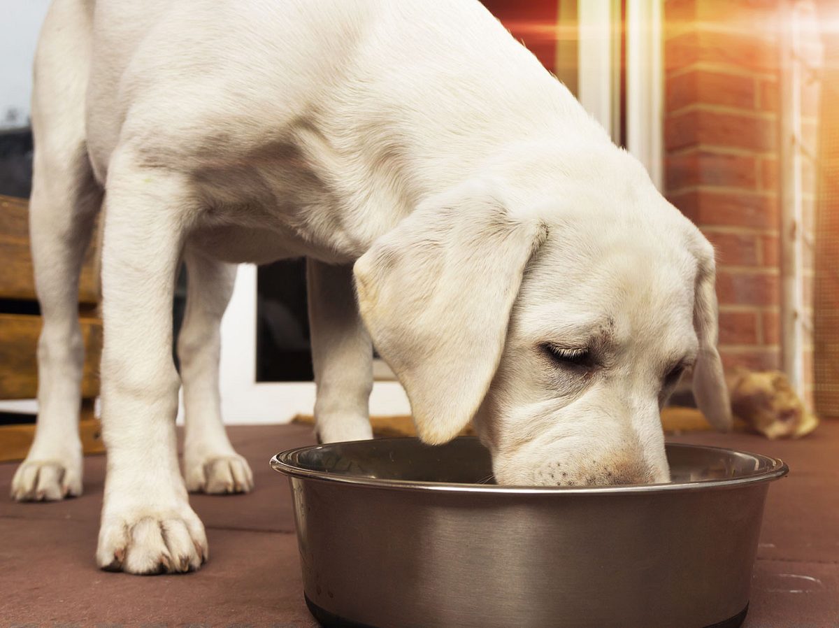 Hersteller ruft Hundefutter weltweit zurück. 