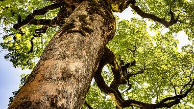 Ahornbäume können von der Rußrindenkrankheit befallen werden. - Foto: MCS-Photography / iStock