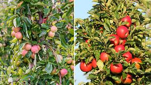 Säulenäpfel - Foto: Ralf Geithe; BasieB / iStock