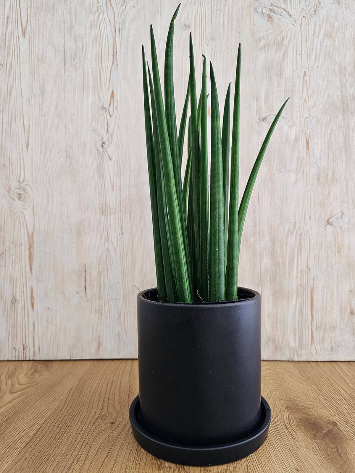 Sansevieria cylindrica Straight’