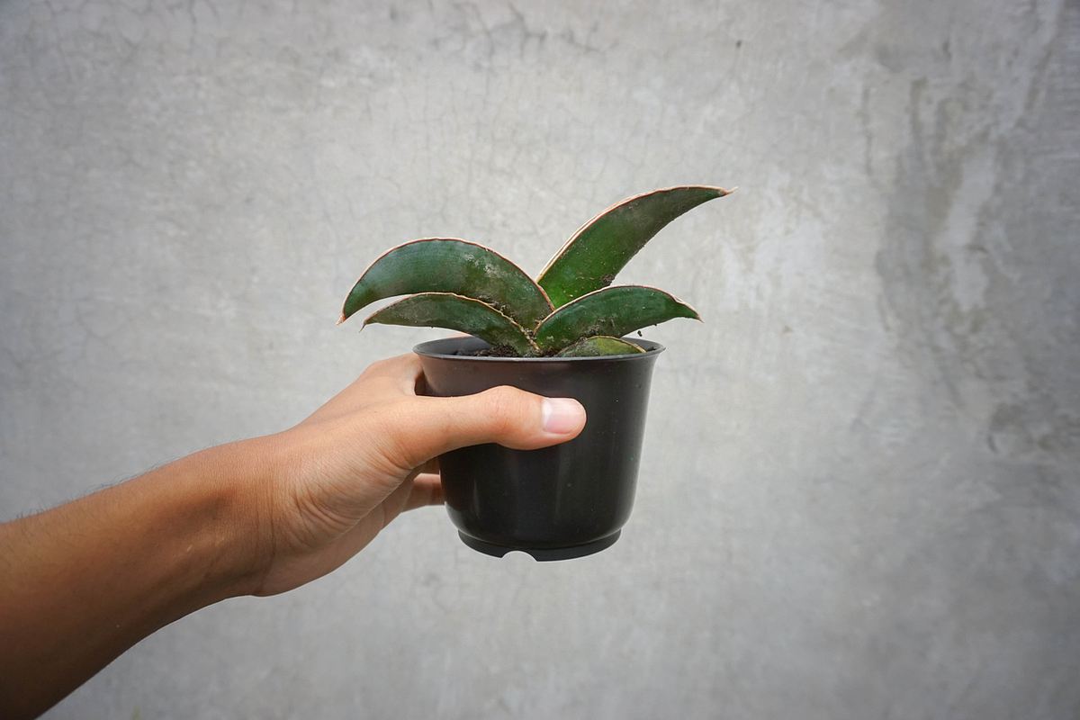 Sansevieria ehrenbergii Samurai Dwarf’