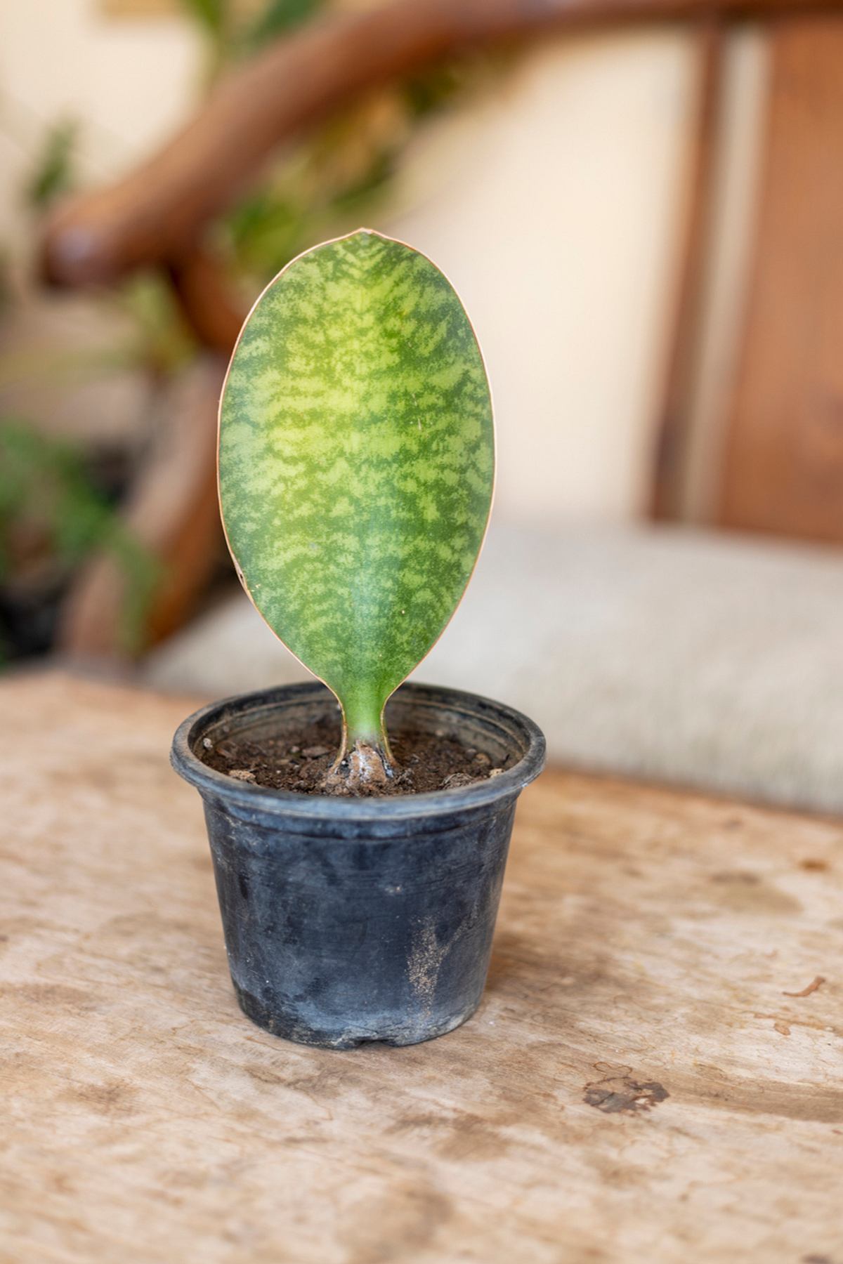 Sansevieria masoniana