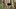 Schäferhund (Symbolbild). - Foto: Legolin / iStock