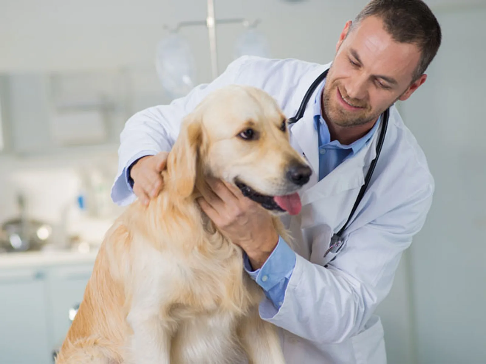 Schilddrüsenunterfunktion beim Hund: Daran erkennen sie | Liebenswert Magazin