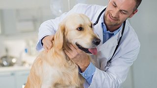 Schilddrüsenunterfunktion beim Hund: So erkennen und behandeln Sie sie - Foto: simonkr / iStock