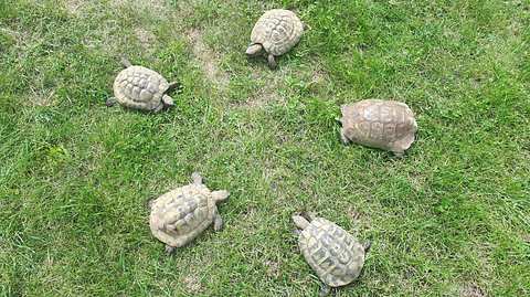 Schildkröten überwintern funktioniert mit verschiedenen Methoden - Foto: Privat